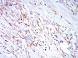 CD14 Antibody (4B4F12) - BSA Free, Novus Biologicals:Antibodies:Primary