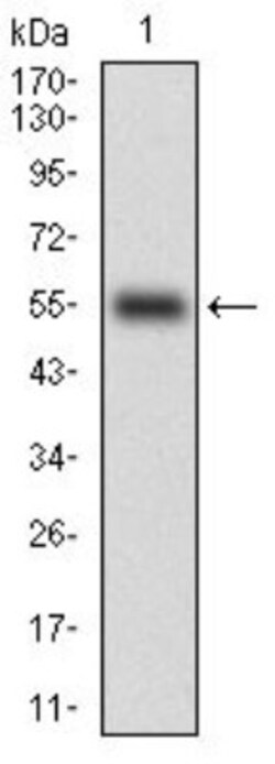 CD14 Antibody (4B4F12) - BSA Free, Novus Biologicals:Antibodies:Primary
