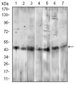 CD14 Antibody (4B4F12) - BSA Free, Novus Biologicals:Antibodies:Primary