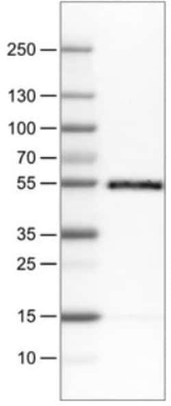 CD14 Antibody (CL1637), Novus Biologicals 0.1mL; Unlabeled:Antibodies,