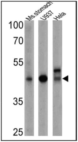 CD155/PVR Antibody (D171), Novus Biologicals 100 &mu;L, Unconjugated:Antibodies,