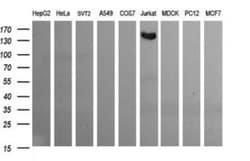 CD163 Antibody (OTI2B12), Novus Biologicals 0.1mL; Unlabeled:Antibodies,