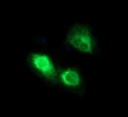 CD163 Antibody (OTI2B12), Novus Biologicals 0.1mL; Unlabeled:Antibodies,