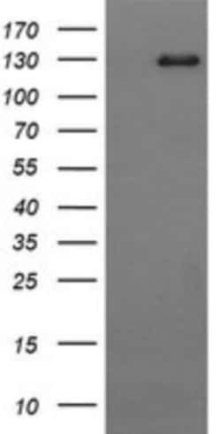 CD163 Antibody (OTI2B12), Novus Biologicals 0.1mL; Unlabeled:Antibodies,