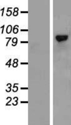 Novus Biologicals&trade;&nbsp;RHAMM/CD168 Overexpression Lysate