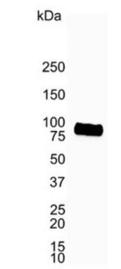 CD19 Antibody (LE-CD19) - BSA Free, Novus Biologicals 0.02mg; Unlabeled:Antibodies,