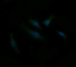 CD1c/BDCA-1 Antibody (OTI2F4), Novus Biologicals 0.1mL; Unlabeled:Antikörper