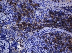 CD1c/BDCA-1 Antibody (OTI2F4), Novus Biologicals 0.1mL; Unlabeled:Antikörper
