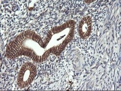 CD1c/BDCA-1 Antibody (OTI2F4), Novus Biologicals 0.1mL; Unlabeled:Antikörper
