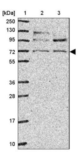 CD229/SLAMF3/Lymphocyte Antigen 9 Antibody, Novus Biologicals 25 &mu;L | Buy Online | Novus Biologicals | Fisher Scientific