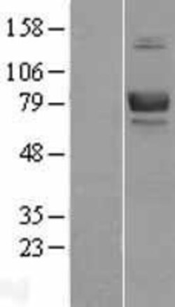 Novus Biologicals&trade;&nbsp;BCAM/CD239 Overexpression Lysate