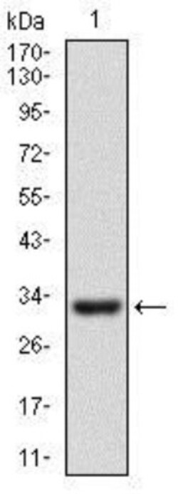 CD24 Antibody (4F4E10) - BSA Free, Novus Biologicals 0.1mL; Unlabeled:Antibodies,