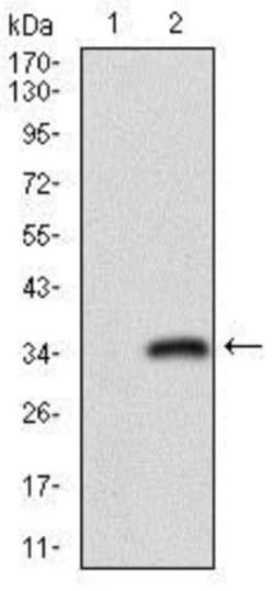 CD24 Antibody (4F4E10) - BSA Free, Novus Biologicals 0.1mL; Unlabeled:Antibodies,