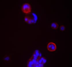 CD24 Antibody (ML5) - BSA Free, Novus Biologicals 0.025 mg | Buy Online | Novus Biologicals | Fisher Scientific