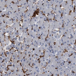 CD300a/LMIR1 Antibody, Novus Biologicals:Antibodies:Primary Antibodies