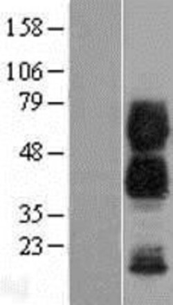 Novus Biologicals&trade;&nbsp;CD300a/LMIR1 Overexpression Lysate