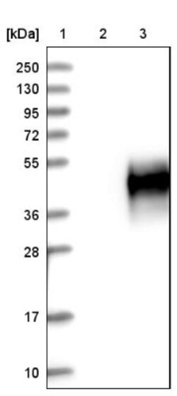 CD300c Antibody, Novus Biologicals 0.1mL; Unlabeled:Antibodies, Polyclonal