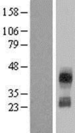 Novus Biologicals&trade;&nbsp;CD300c Overexpression Lysate