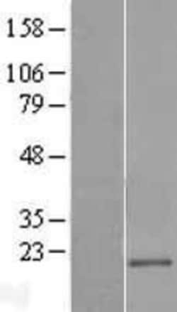 Novus Biologicals&trade;&nbsp;CD300e/LMIR6 Overexpression Lysate