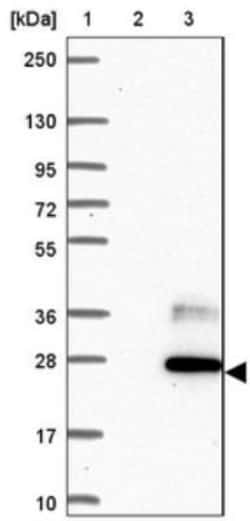 CD300e/LMIR6 Antibody, Novus Biologicals:Antibodies:Primary Antibodies