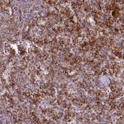 CD300f/LMIR3/CD300LF Antibody, Novus Biologicals 25ul | Buy Online | Novus Biologicals | Fisher Scientific