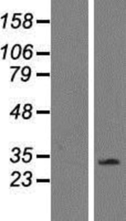 Novus Biologicals&trade;&nbsp;CD300f/LMIR3/CD300LF Overexpression Lysate