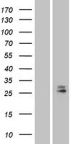 Novus Biologicals&trade;&nbsp;CD302/CLEC13A Overexpression Lysate