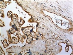 CD30 Ligand/TNFSF8 Antibody (MM0168-3G56) - Azide and BSA Free, Novus Biologicals