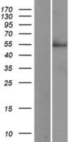 Novus Biologicals&trade;&nbsp;Siglec-3/CD33 Overexpression Lysate