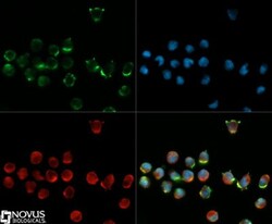 CD34 Antibody (MEC 14.7), Novus Biologicals 0.025mL; Unlabeled:Antibodies,