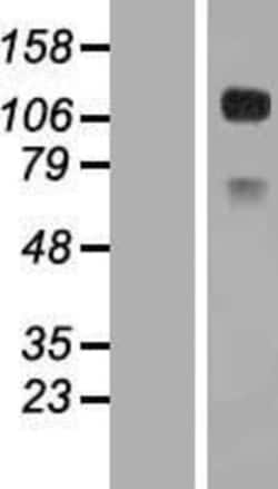 Novus Biologicals&trade;&nbsp;CD34 Overexpression Lysate