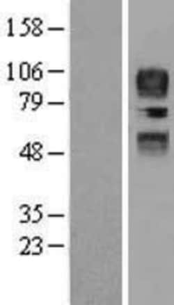 Novus Biologicals&trade;&nbsp;CD34 Overexpression Lysate