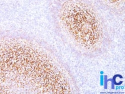 CD35 Antibody (E11), Novus Biologicals 0.1mg; Unlabeled:Antibodies, Monoclonal