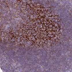 CD35 Antibody, Novus Biologicals 25 &mu;L, Unlabeled:Antibodies, Polyclonal