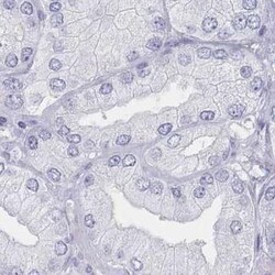 CD37 Antibody, Novus Biologicals:Antibodies:Primary Antibodies