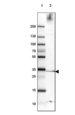 CD37 Antibody, Novus Biologicals 0.1mL; Unlabeled:Antibodies, Polyclonal