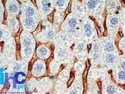 CD38 Antibody (1G7F4) - Azide Free, Novus Biologicals 0.1mg; Unlabeled:Antibodies,