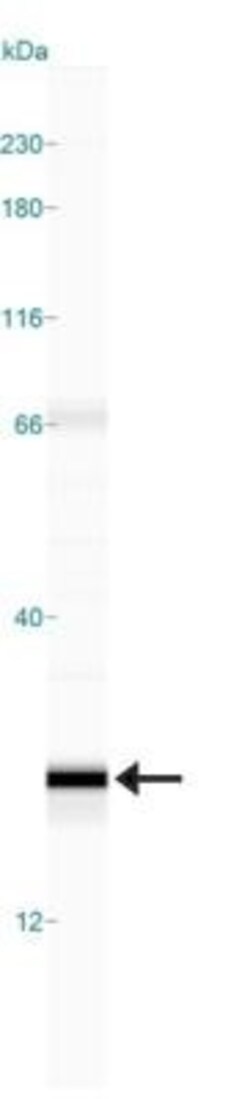 CD38 Antibody (1G7F4) - Azide Free, Novus Biologicals 0.1mg; Unlabeled:Antibodies,