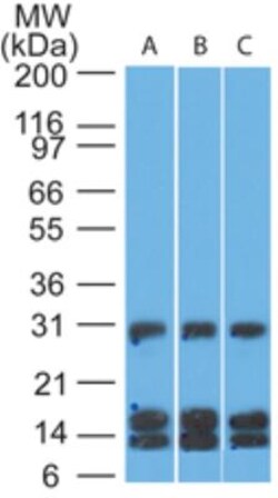 CD38 Antibody (1G7F4) - BSA Free, Novus Biologicals:Antibodies:Primary