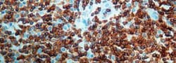CD3 Antibody (SP7), Novus Biologicals:Antibodies:Primary Antibodies