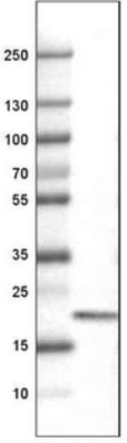 CD3 epsilon Antibody (CL1497), Novus Biologicals 25 &mu;L | Buy Online | Novus Biologicals | Fisher Scientific