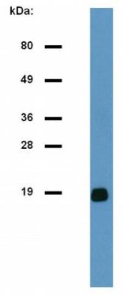 anti-CD3 zeta, Clone: H146-968, Novus Biologicals 0.1mg; Unlabeled, Quantity:
