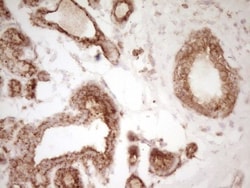 CD40/TNFRSF5 Antibody (OTI8B8), Novus Biologicals 0.1mL; Unlabeled:Antibodies,