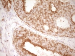 CD40/TNFRSF5 Antibody (OTI8B8), Novus Biologicals 0.1mL; Unlabeled:Antibodies,