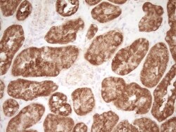 CD40/TNFRSF5 Antibody (OTI8B8), Novus Biologicals 0.1mL; Unlabeled:Antibodies,