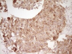 CD40/TNFRSF5 Antibody (OTI8B8), Novus Biologicals 0.1mL; Unlabeled:Antibodies,