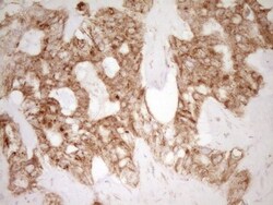 CD40/TNFRSF5 Antibody (OTI8B8), Novus Biologicals 0.1mL; Unlabeled:Antibodies,