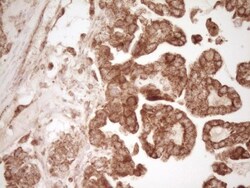 CD40/TNFRSF5 Antibody (OTI8B8), Novus Biologicals 0.1mL; Unlabeled:Antibodies,