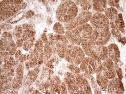 CD40/TNFRSF5 Antibody (OTI8B8), Novus Biologicals 0.1mL; Unlabeled:Antibodies,