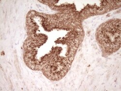 CD40/TNFRSF5 Antibody (OTI8B8), Novus Biologicals 0.1mL; Unlabeled:Antibodies,